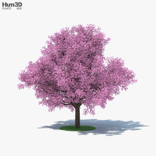 벚꽃 나무 3D 모델 