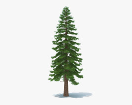 Sequoia 3D model