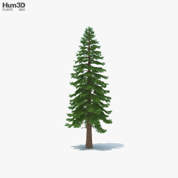 Séquoia Modèle 3D