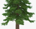 红木树 3D模型