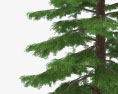 Séquoia Modèle 3d