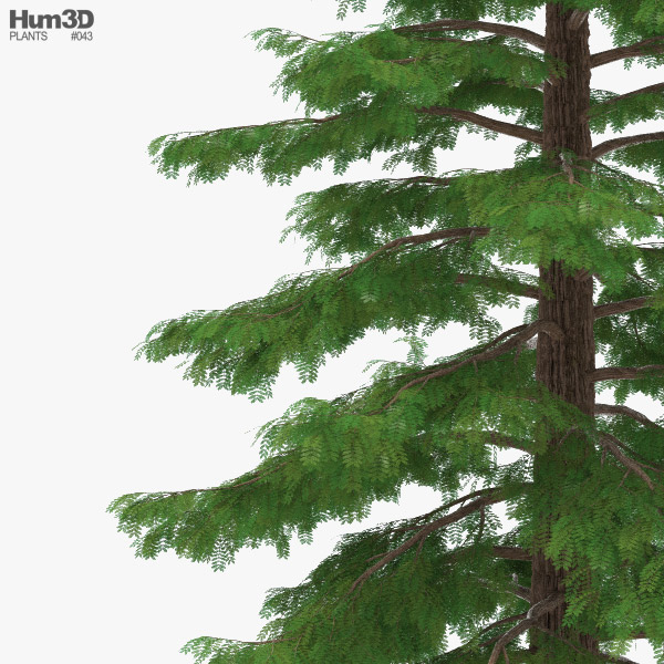 Sequoia 3D model - Plants on Hum3D