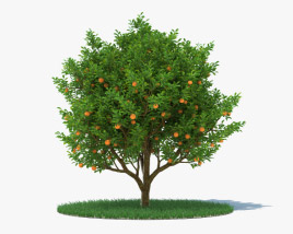 Orange Tree 3D model