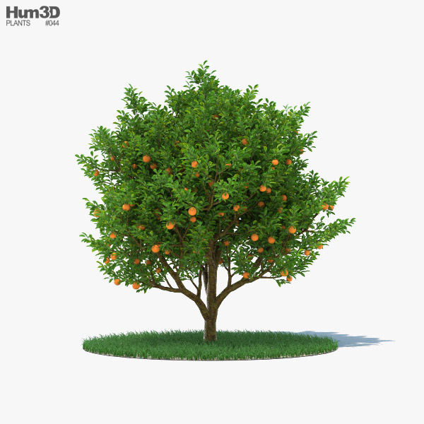 Orangenbaum 3D-Modell