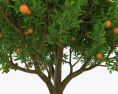 Orange Tree 3d model