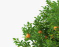 Orange Tree 3d model