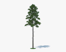 Loblolly Pine 3D model