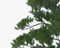Loblolly Pine 3d model
