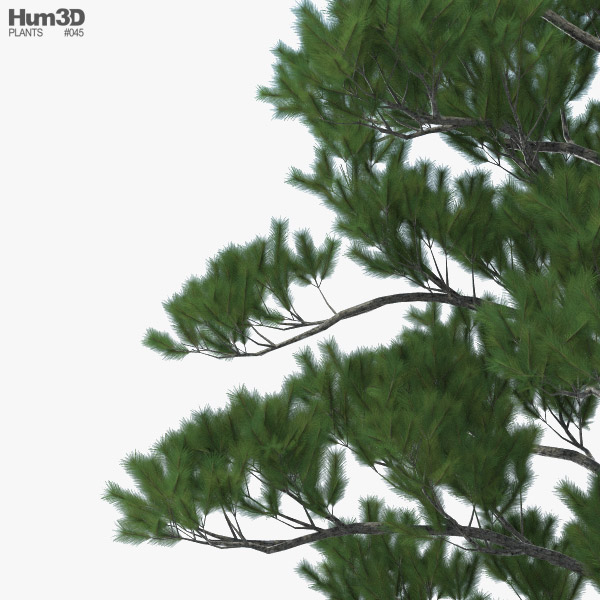 Loblolly Pine 3d Model Plants On Hum3d