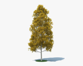 Quaking Aspen 3D model
