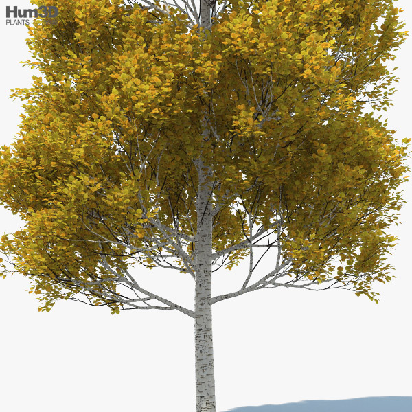 Quaking Aspen 3D model - Plants on Hum3D