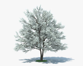 Flowering Dogwood 3D model
