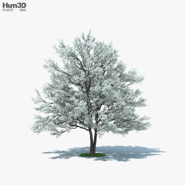 Flowering Dogwood 3D model