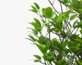 Mangrove 3d model