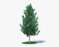 Осика Молоде дерево 3D модель