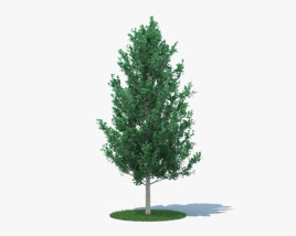 Quaking Aspen Young 3D model