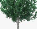 Осика Молоде дерево 3D модель