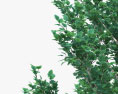 颤抖的杨树 年轻的树 3D模型