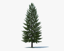 Douglas Fir 3D model