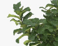 Fiddle-leaf fig 3d model