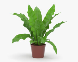 Spleenwort 3D model