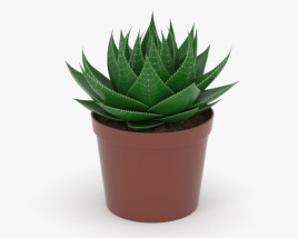 Aloe 3D-Modell