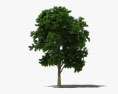 Ash Tree 3d model