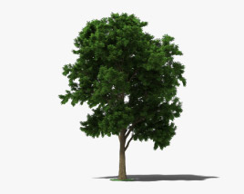 Ash Tree 3D model