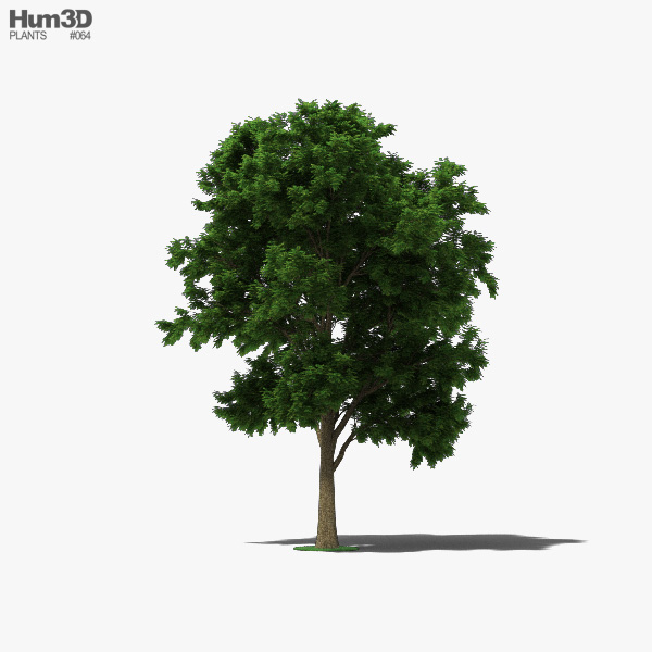 Ash Tree 3D model