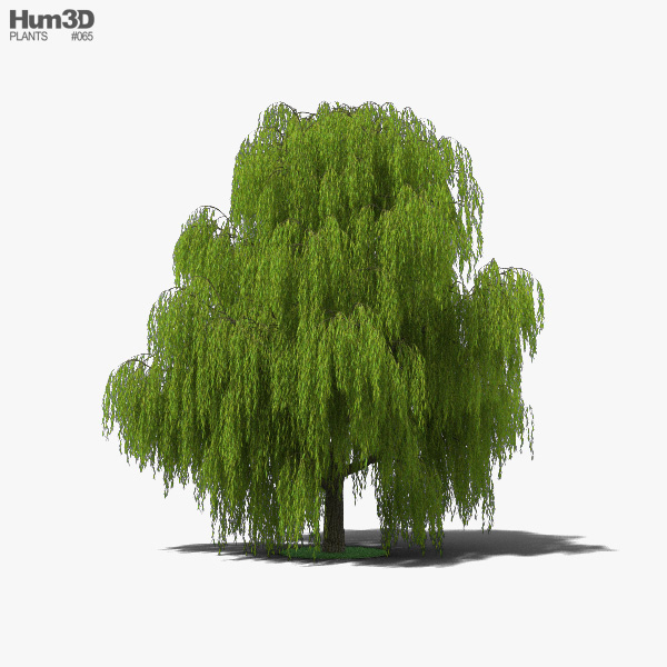 Willow Tree 3D model