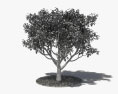 Lemon Tree 3d model