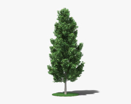 백합나무 3D 모델 