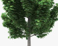 Tulip Poplar 3d model