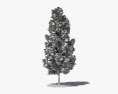 Tulip Poplar 3d model