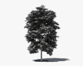Pecan Tree 3d model