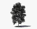 Pecan Tree 3d model