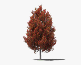 Amberbäume 3D-Modell