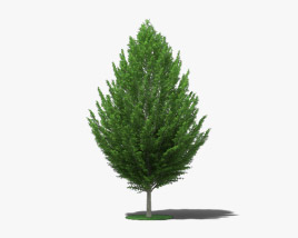 European Hornbeam 3D model