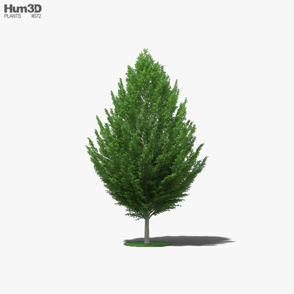 European Hornbeam 3D model