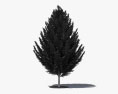 European Hornbeam 3d model