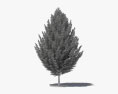 European Hornbeam 3d model
