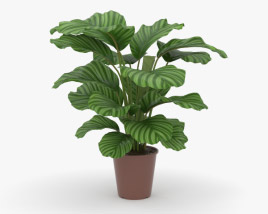 Calathea 3D model