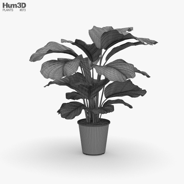 Calathea 3D model - Plants on Hum3D