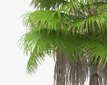 Washingtonia Robusta Palm Tree 3d model
