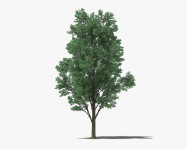 Cottonwood 3D model