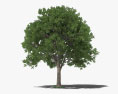 Elm Tree 3d model