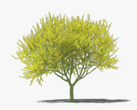 Blue Palo Verde 3D model