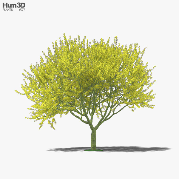 팔로베르데 나무 3D 모델 