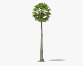 帕尔米拉棕榈 3D模型
