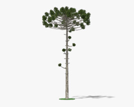 Araucaria 3D model